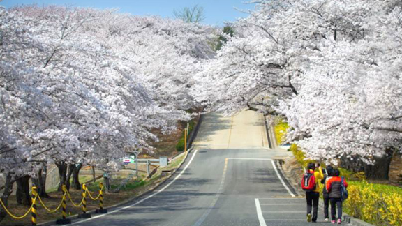 문화 관련 사진 (행복 벚꽃동산 개방행사 기념 사진)